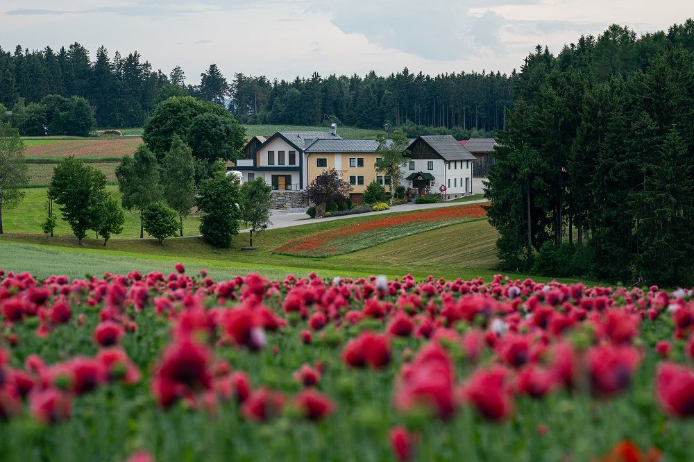Ein Bauernhof im Waldviertel, umgeben von blühenden Mohnfeldern und Wäldern.