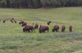 Bison Wiese, © Kogelhof