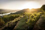 Weinlese in der Wachau, © Niederösterreich Werbung/ Robert Herbst