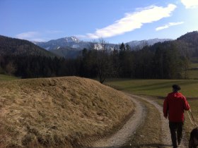 Scheiklh&ouml;he_Rundweg_6_Stengelloser Enzian, &copy; Nordisches Zentrum St. Aegyd