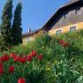 Ein gelbes Haus mit Holzverkleidung, umgeben von roten Tulpen und gr&uuml;ner Wiese unter blauem Himmel.