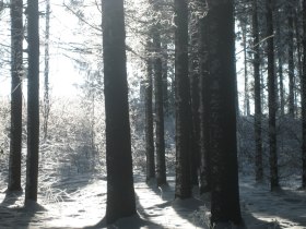 Wald im Winter, © Brigitte Millner