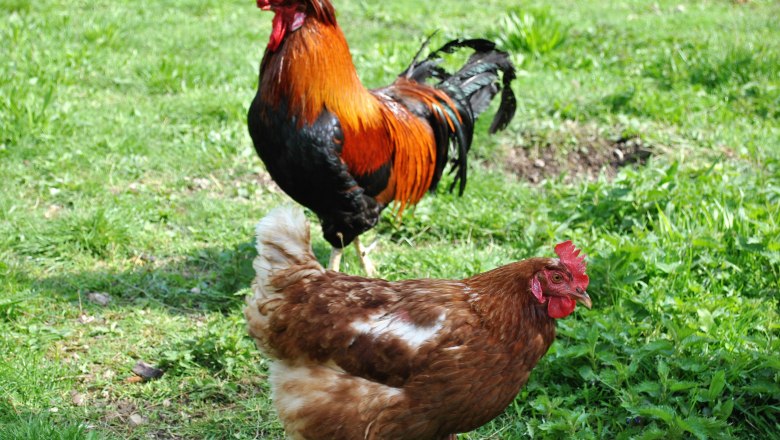 H&uuml;hner im Garten der Ferienwohnung Leitner, &copy; Patrick Leitner