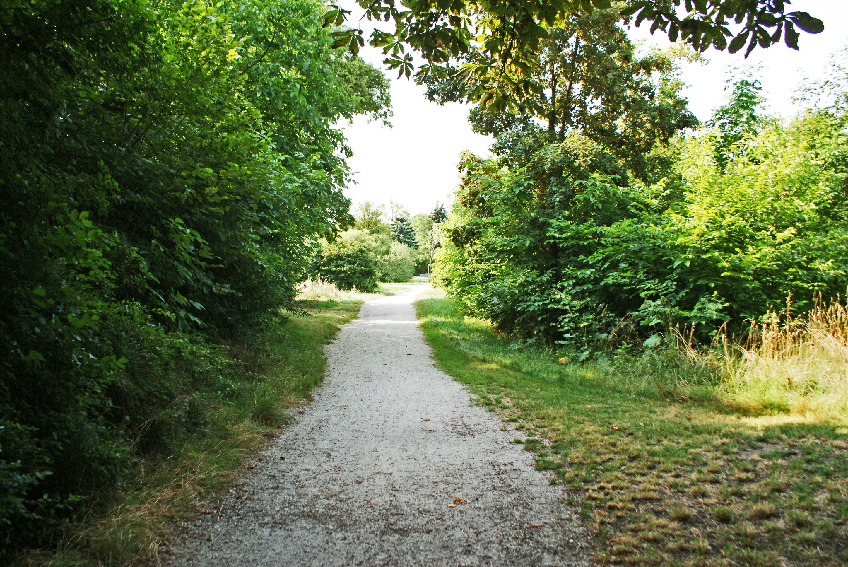 Ein schmaler, unbefestigter Weg führt durch einen grünen, dicht bewachsenen Wald an einem sonnigen Tag.