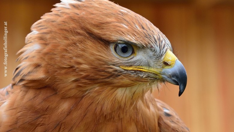 Falkenhof, &copy; Eveline  Hollinger