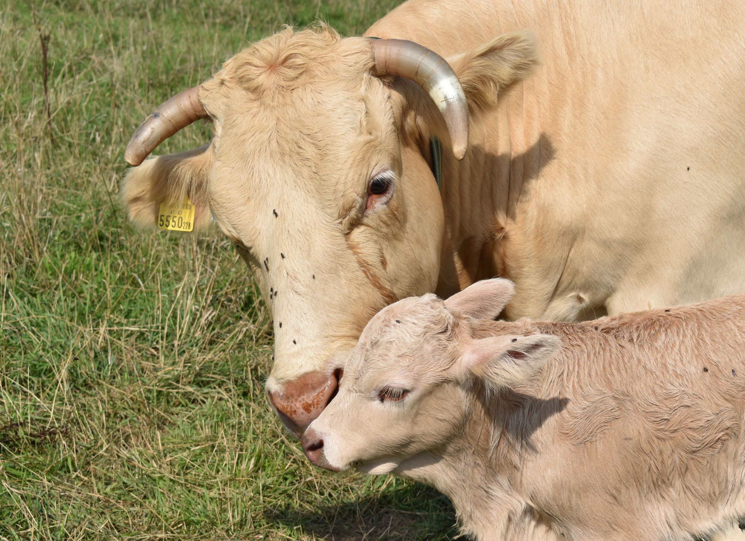 Urlaub am Bauernhof bei Fam. Weißkircher