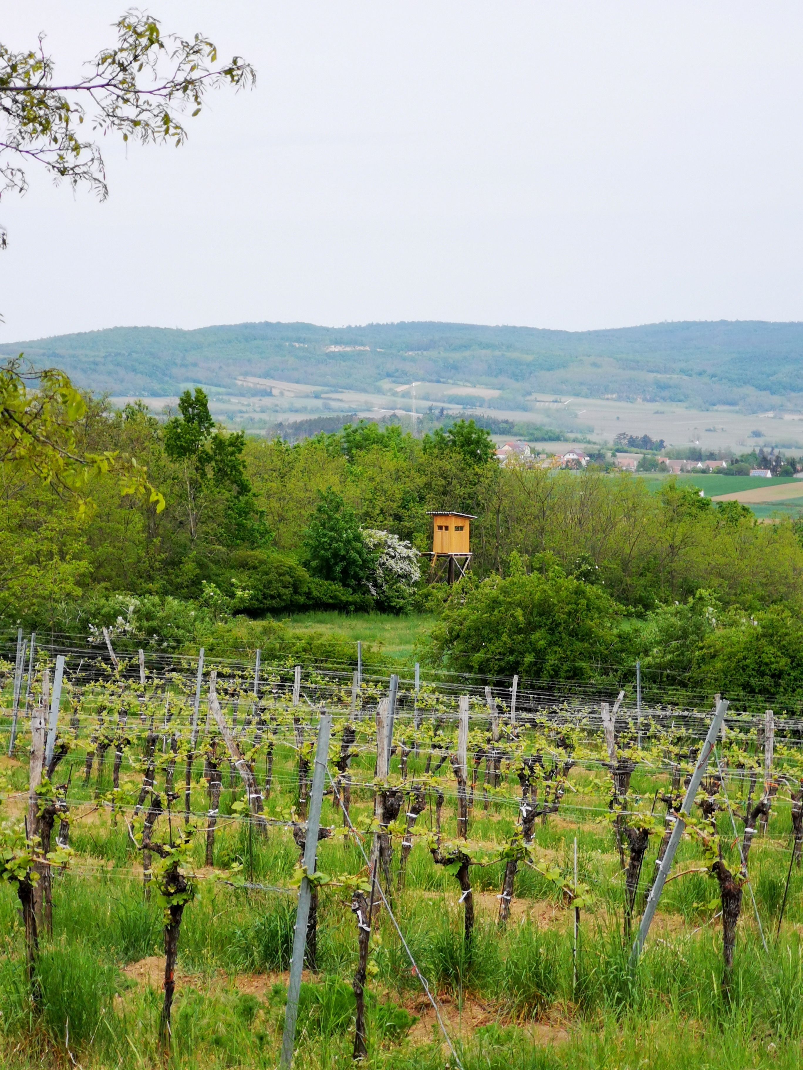 Weinberg im Weinviertel mit Hochsitz und Hügeln im Hintergrund.