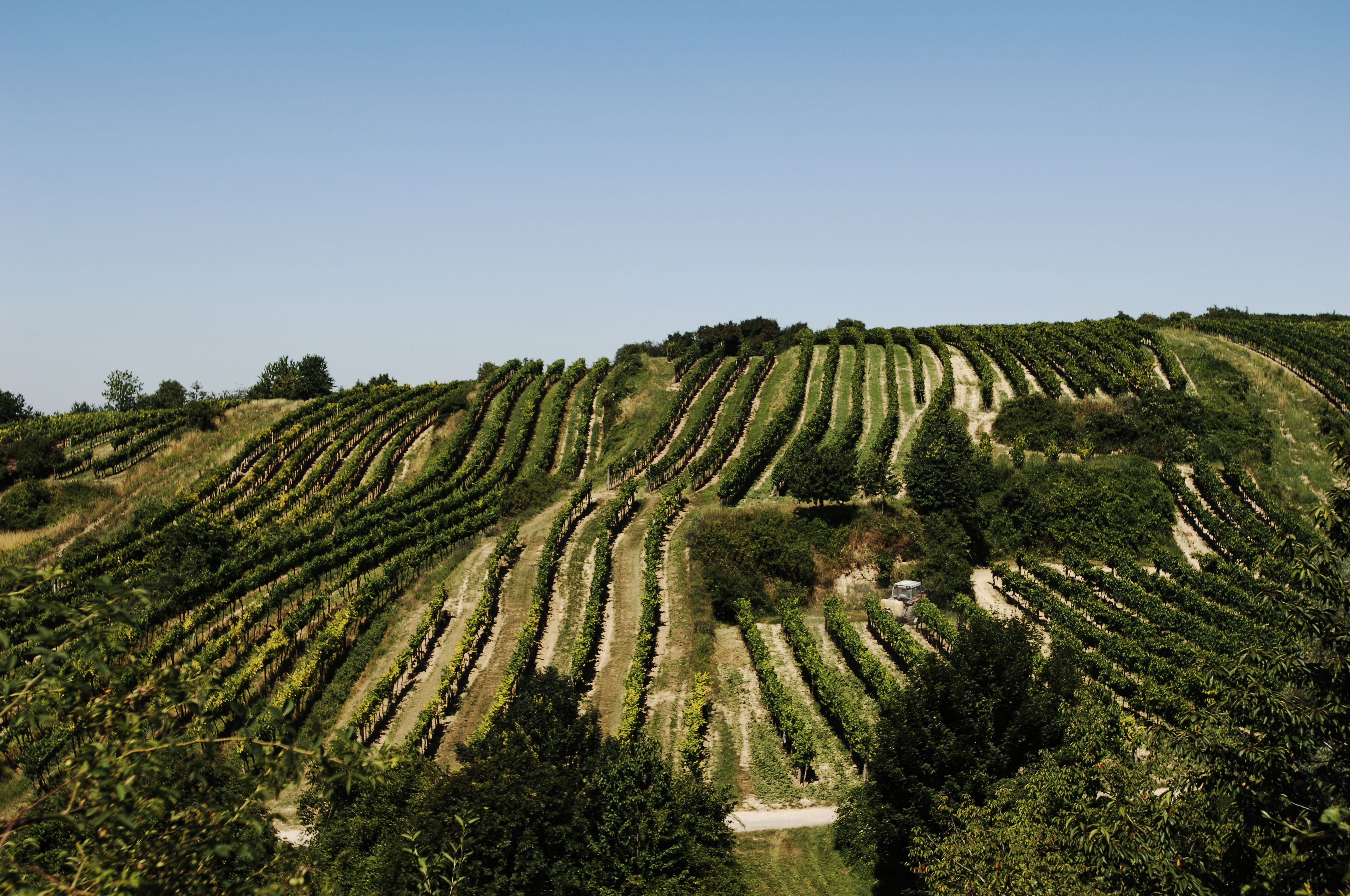 Weinberge mit Reihen von Rebstöcken auf einem Hügel unter klarem Himmel.