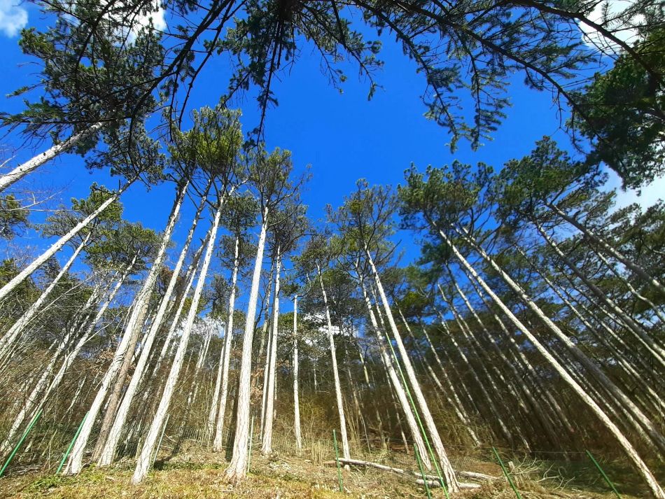 Föhrenwald