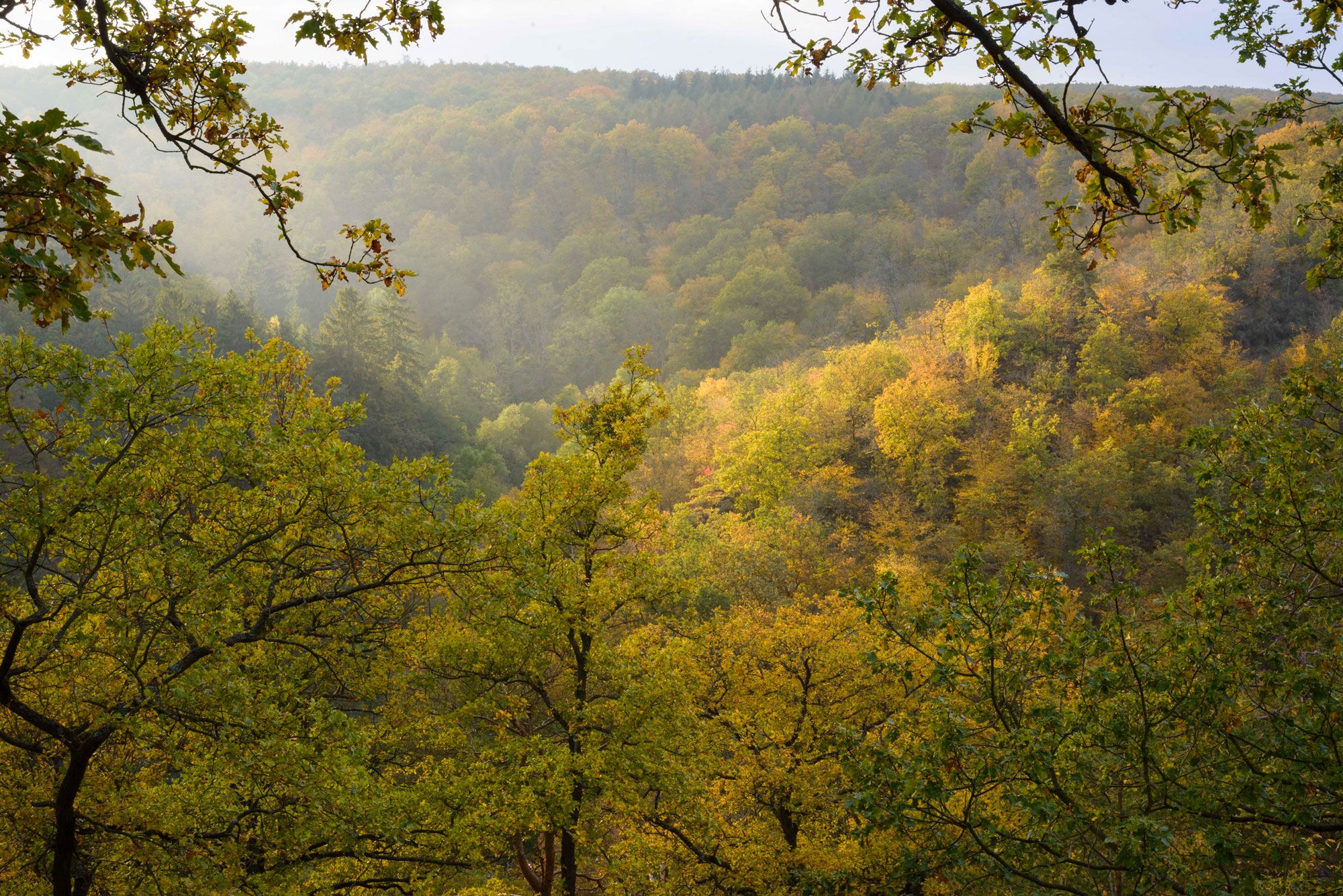 Herbstlandschaft im Pulkautal mit buntem Laub