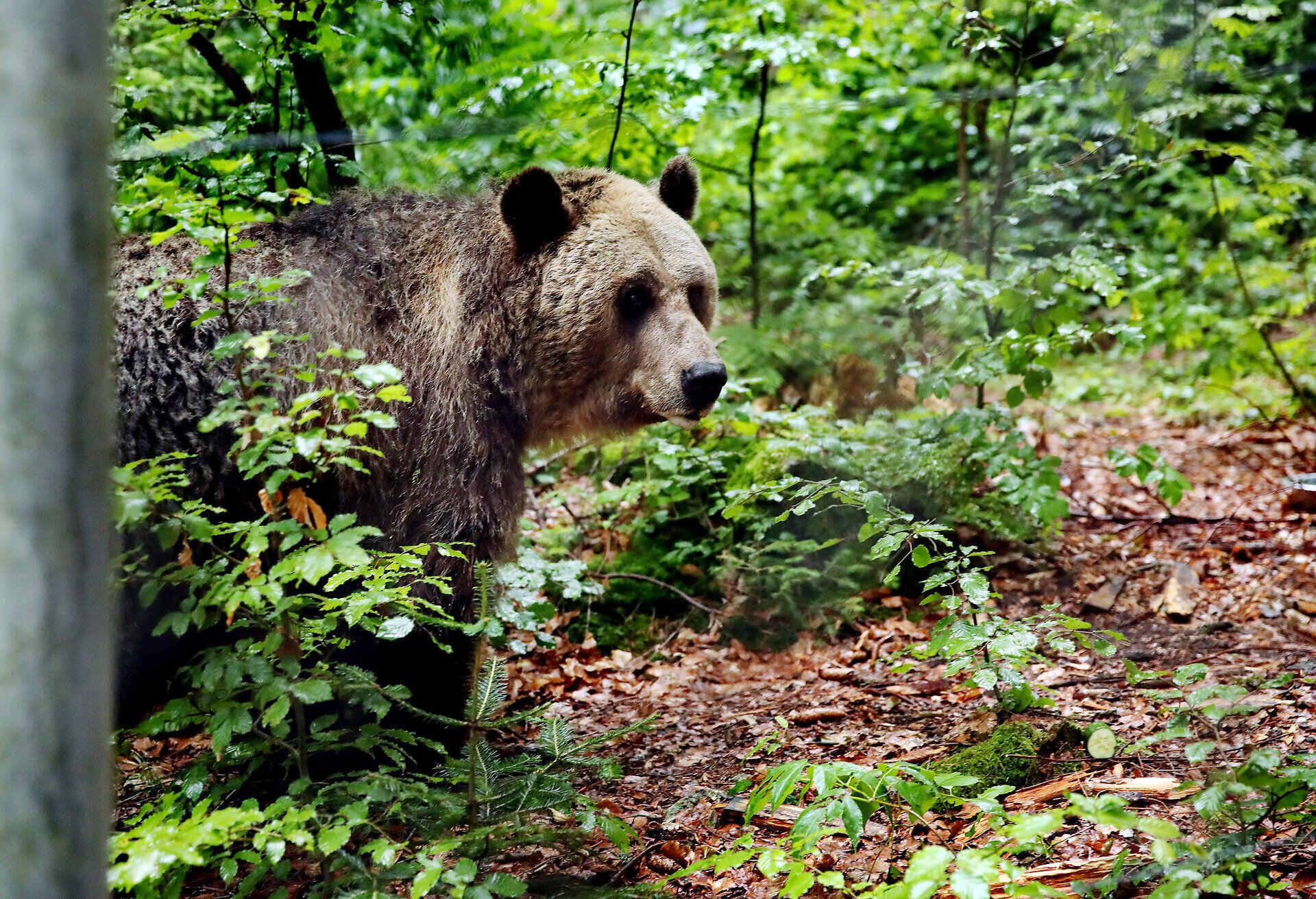 Inmitten der üppigen, grünen Wälder wandert ein majestätischer Bär durch das Dickicht. Die sanften Sonnenstrahlen brechen durch das Blätterdach und schaffen eine zauberhafte Atmosphäre, die die Besucher in die Wildnis entführt. Ein unvergessliches Erlebnis für die ganze Familie, das die Schönheit der Natur hautnah erlebbar macht.