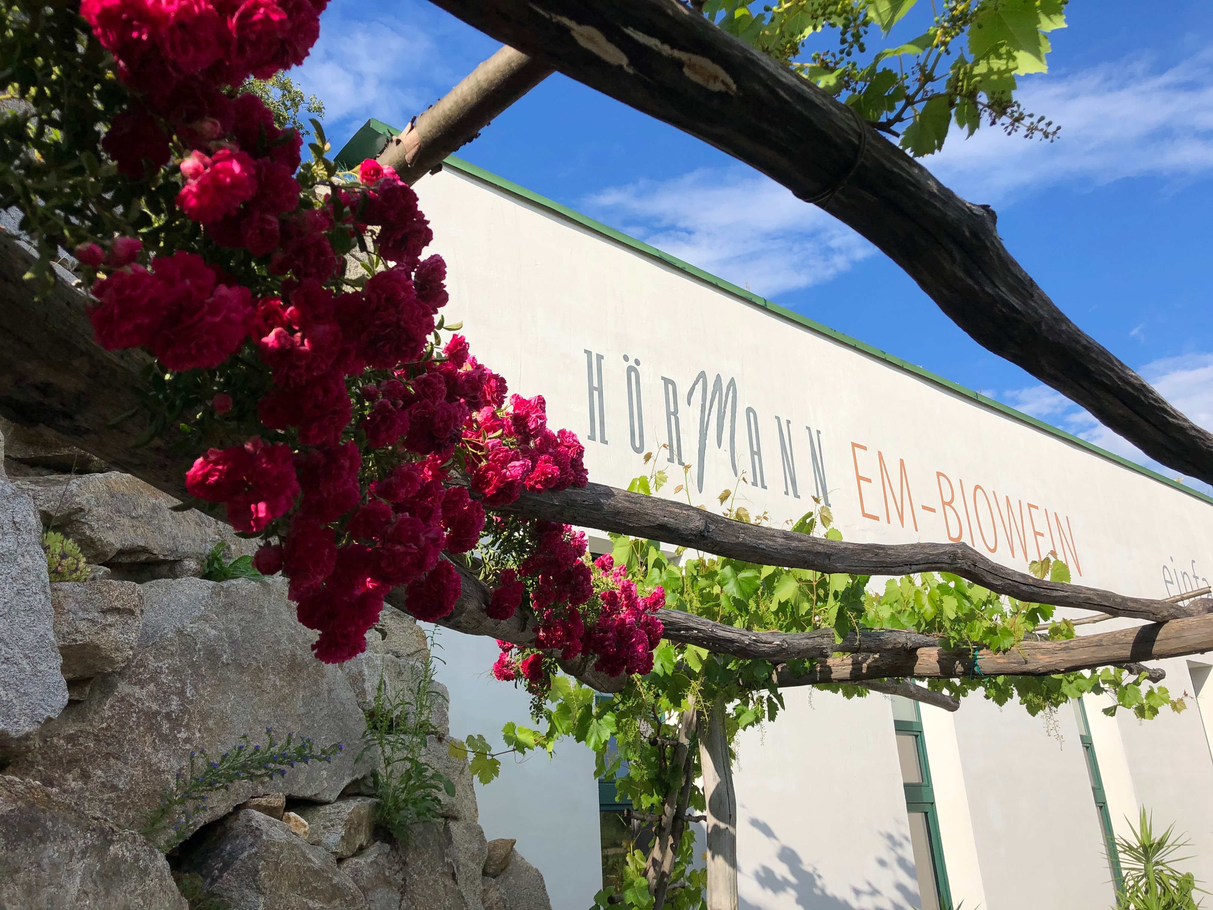 Rosen und Weinreben vor dem Gebäude des Bioweinguts Hörmann.