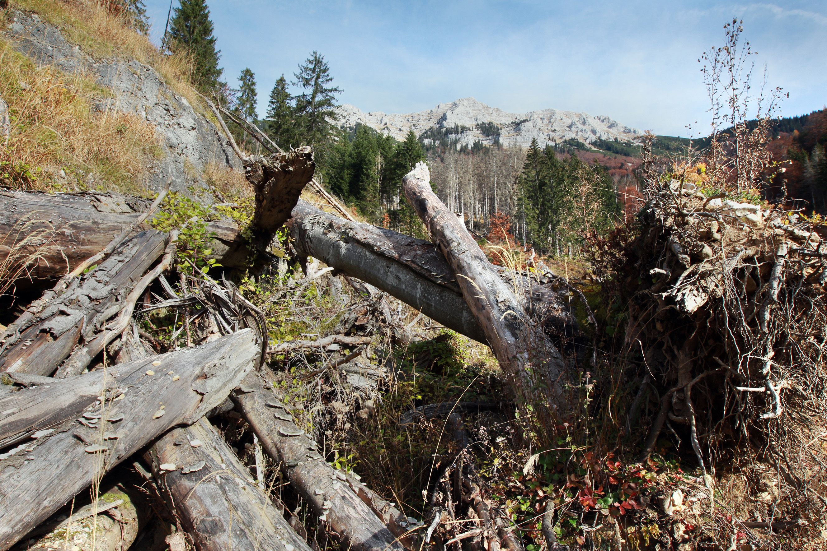 Gefallene Bäume im Wildnisgebiet Dürrenstein mit Bergen im Hintergrund.