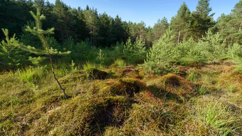 Ein gr&uuml;nes Moorgebiet mit jungen Kiefern und Gras, umgeben von einem dichten Wald unter blauem Himmel.