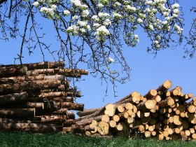 Idyllische Birnbaumbl&uuml;te, &copy; Illich-Edlinger Hans