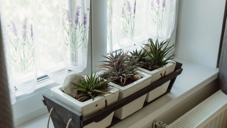 Drei Sukkulenten in weißen Töpfen auf einer Fensterbank mit Gardinen.