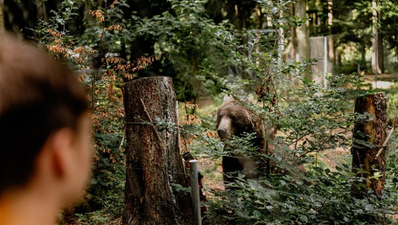 Ein B&auml;r hinter B&uuml;schen im B&auml;renwald Arbesbach, beobachtet von einer Person im Vordergrund.