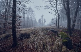 Winterwandern, &copy; Wienerwald Tourismus GmbH / Andreas Hofer