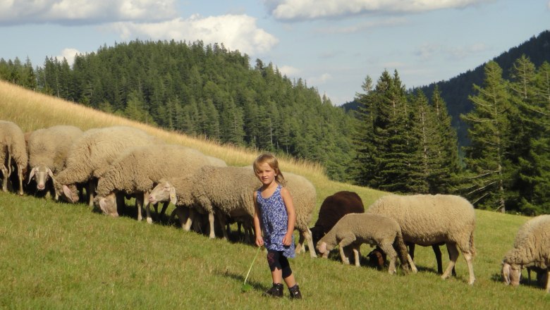 In den Wiener Alpen mähen Schafe die Wiesen, © Althammerhof