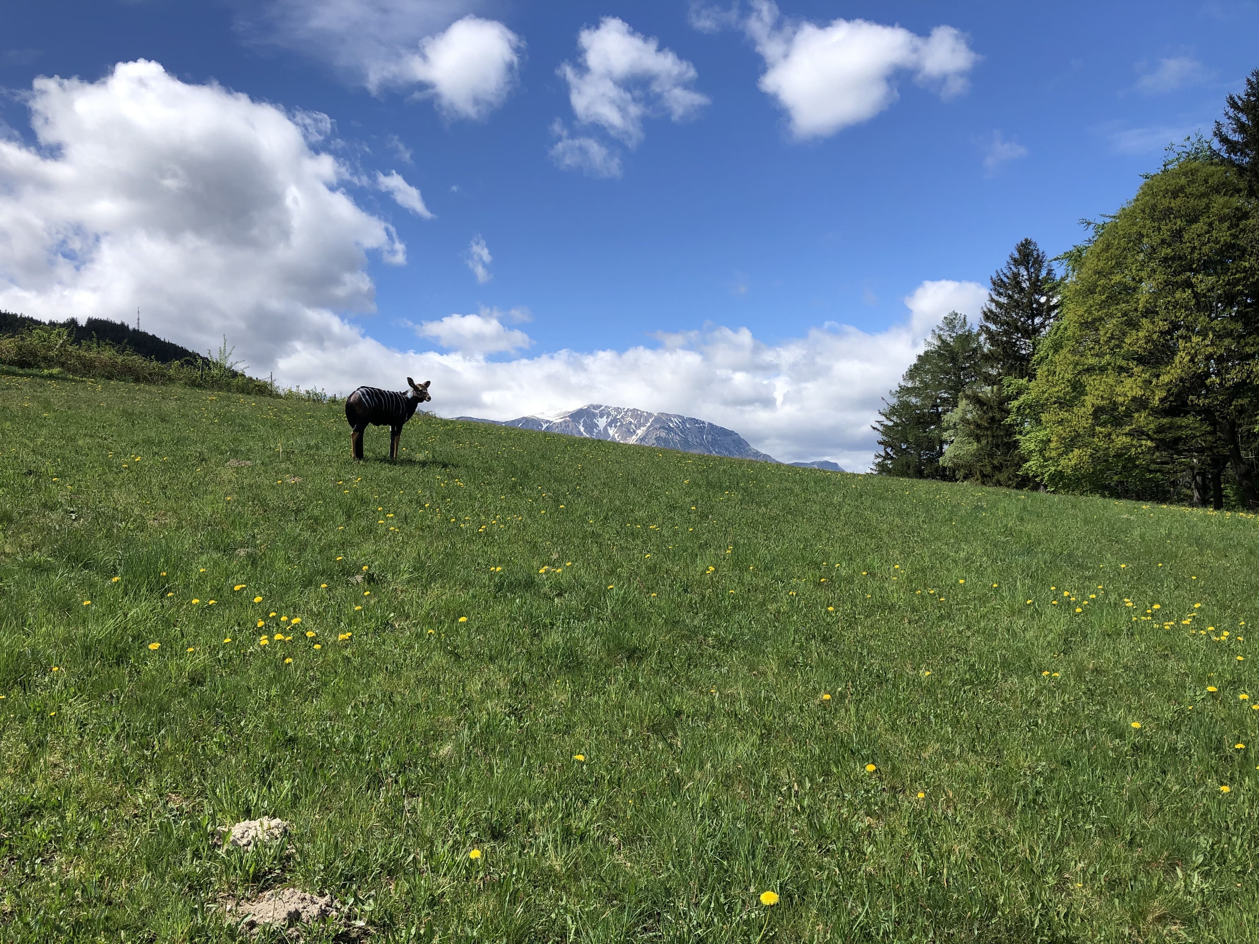 Grüne Wiese mit 3D-Ziel in Form eines Tieres, umgeben von Bäumen und Bergen im Hintergrund.