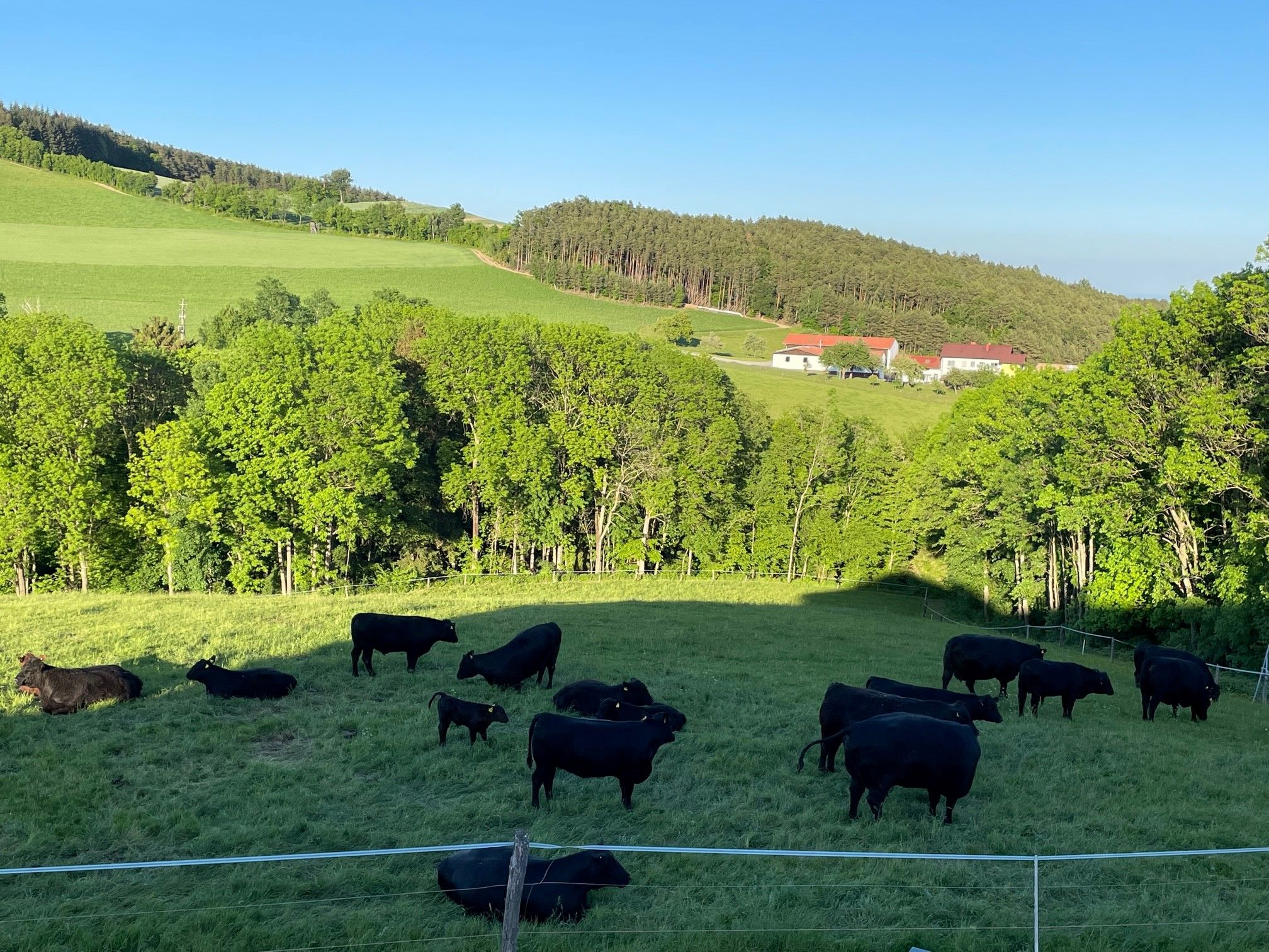 Angus Rinder auf einer grünen Wiese mit Bäumen und Hügeln im Hintergrund.