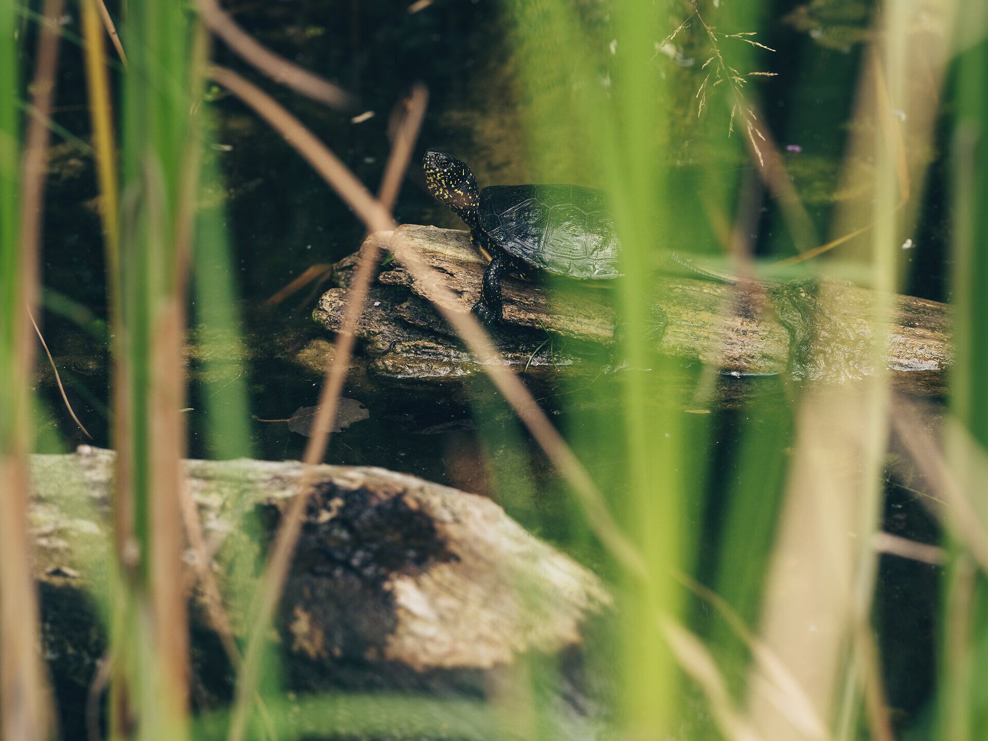 Inmitten der üppigen Vegetation des Nationalparks Donau-Auen baskt eine Schildkröte auf einem Baumstamm, während sanfte Wellen der Donau im Hintergrund plätschern. Die grüne Umgebung und das ruhige Wasser schaffen eine friedliche Atmosphäre, die zum Verweilen einlädt.