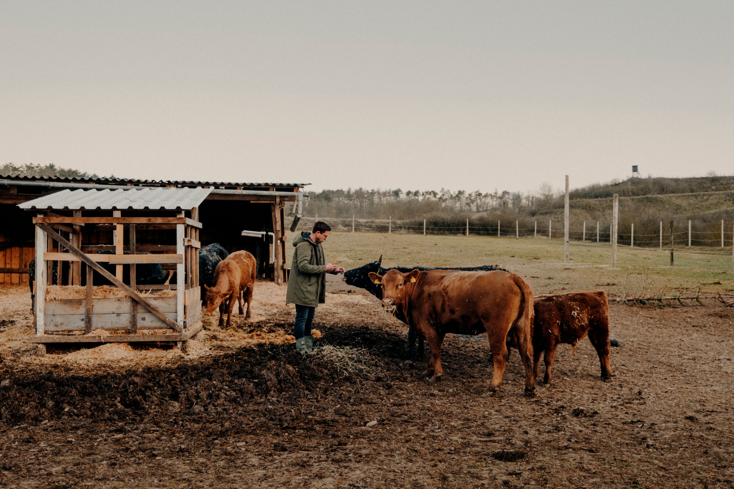 Ein Landwirt füttert Angus-Rinder auf einer Weide neben einem Unterstand.