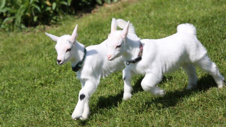 kerndlerhof_ziegen_-schwarz-koenigat, &copy; Doris Schwarz-Koenig