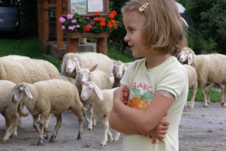 Viele Schafe warten darauf, gestreichelt zu werden, &copy; Althammerhof