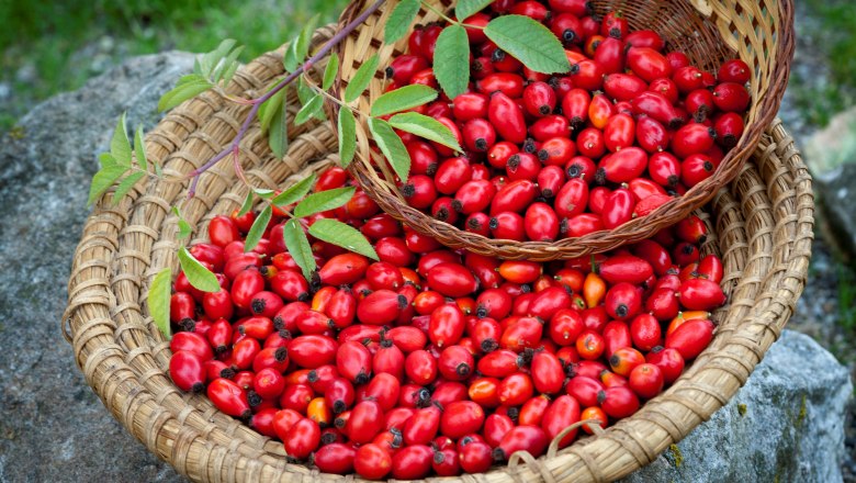 Hagebutten aus dem Dunkelsteinerwald, &copy; Werner Krug