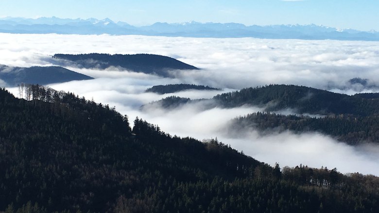 Blick von einem Berg auf bewaldete H&uuml;gel und Wolkenmeer, im Hintergrund Alpen.