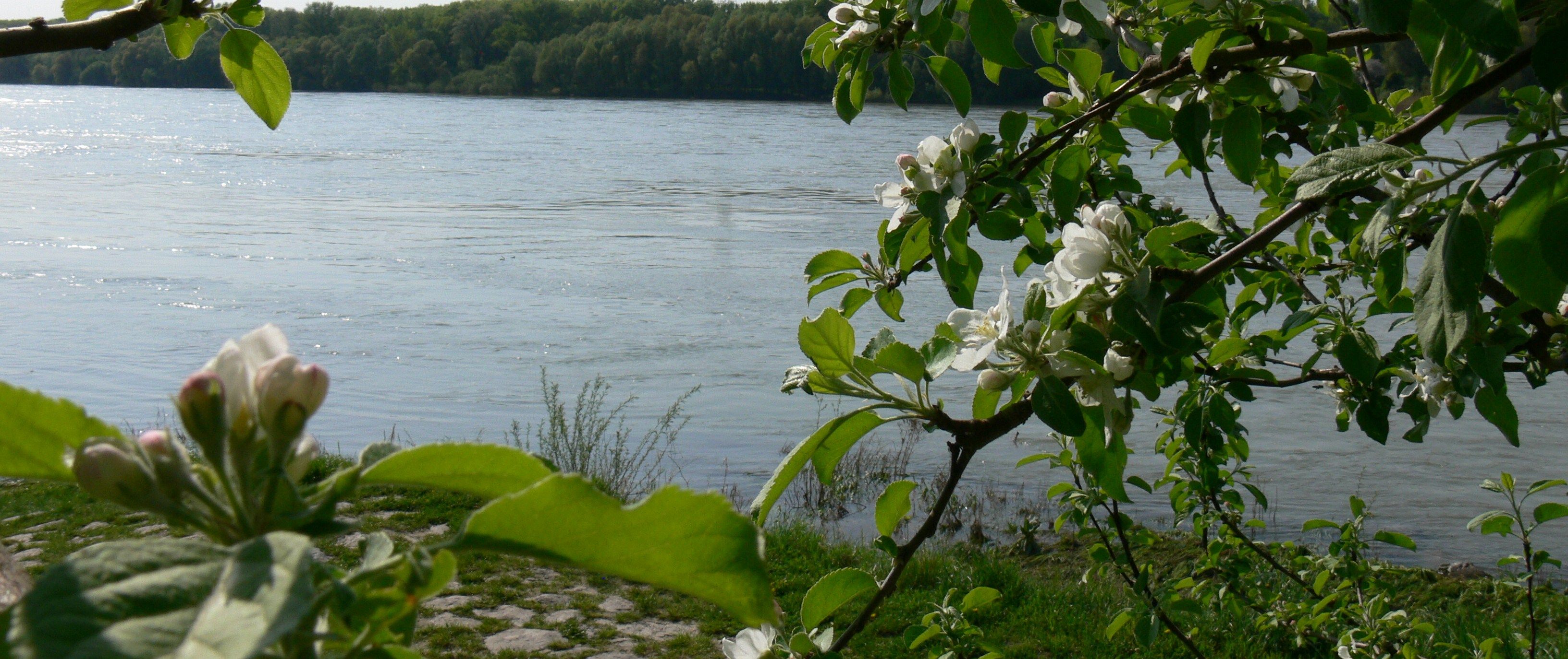 Blühender Baum am Flussufer mit Wasser im Hintergrund.