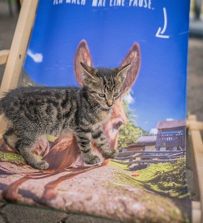 Was ist mit meinen Ohren los, &copy; Einkehrhof Poggau