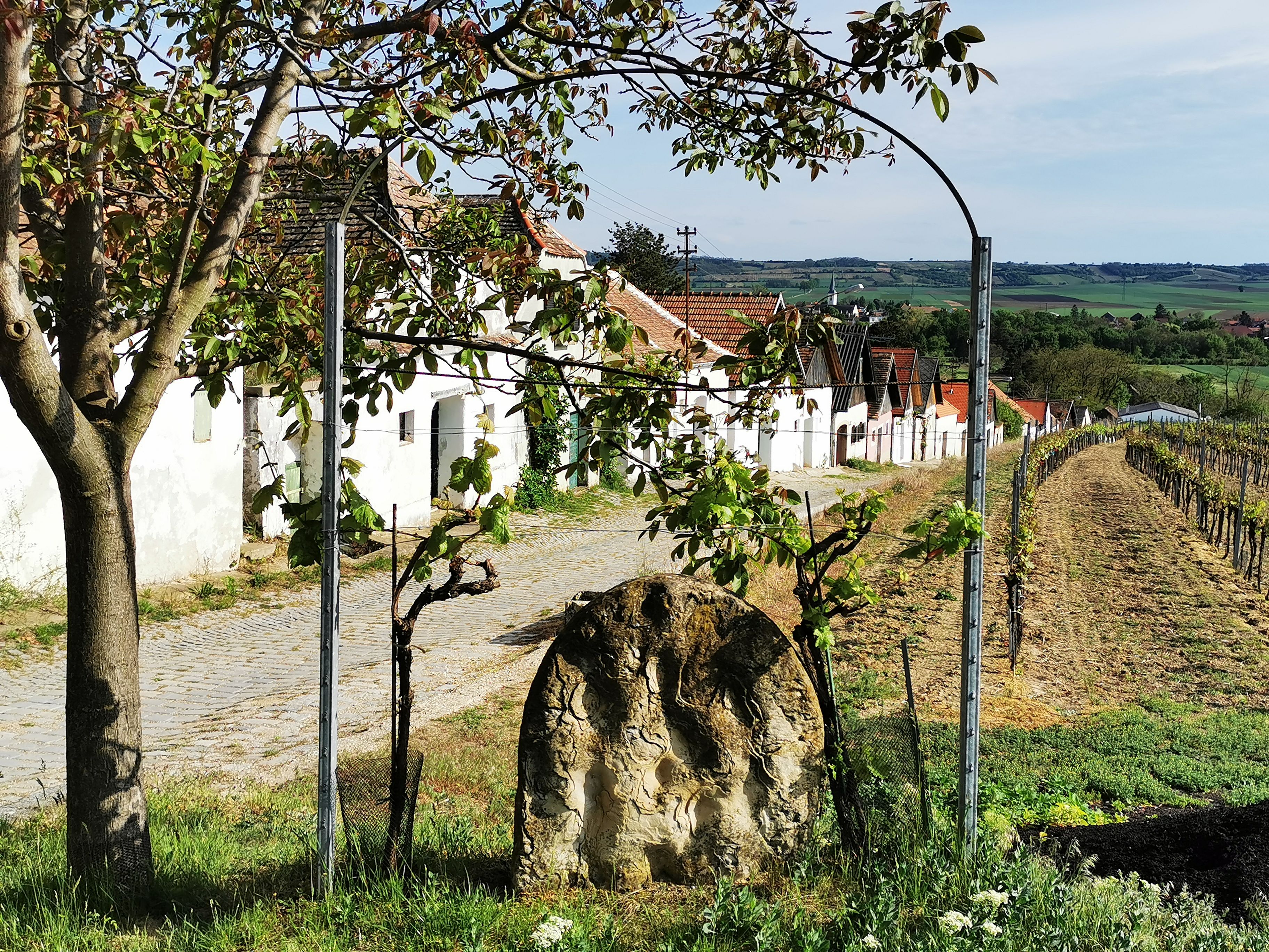 Weinberge und Kellerhäuser in Haugsdorf, Österreich.