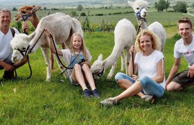 Kamptal Alpakas, &copy; Kamptal Alpakas, Herr Popp