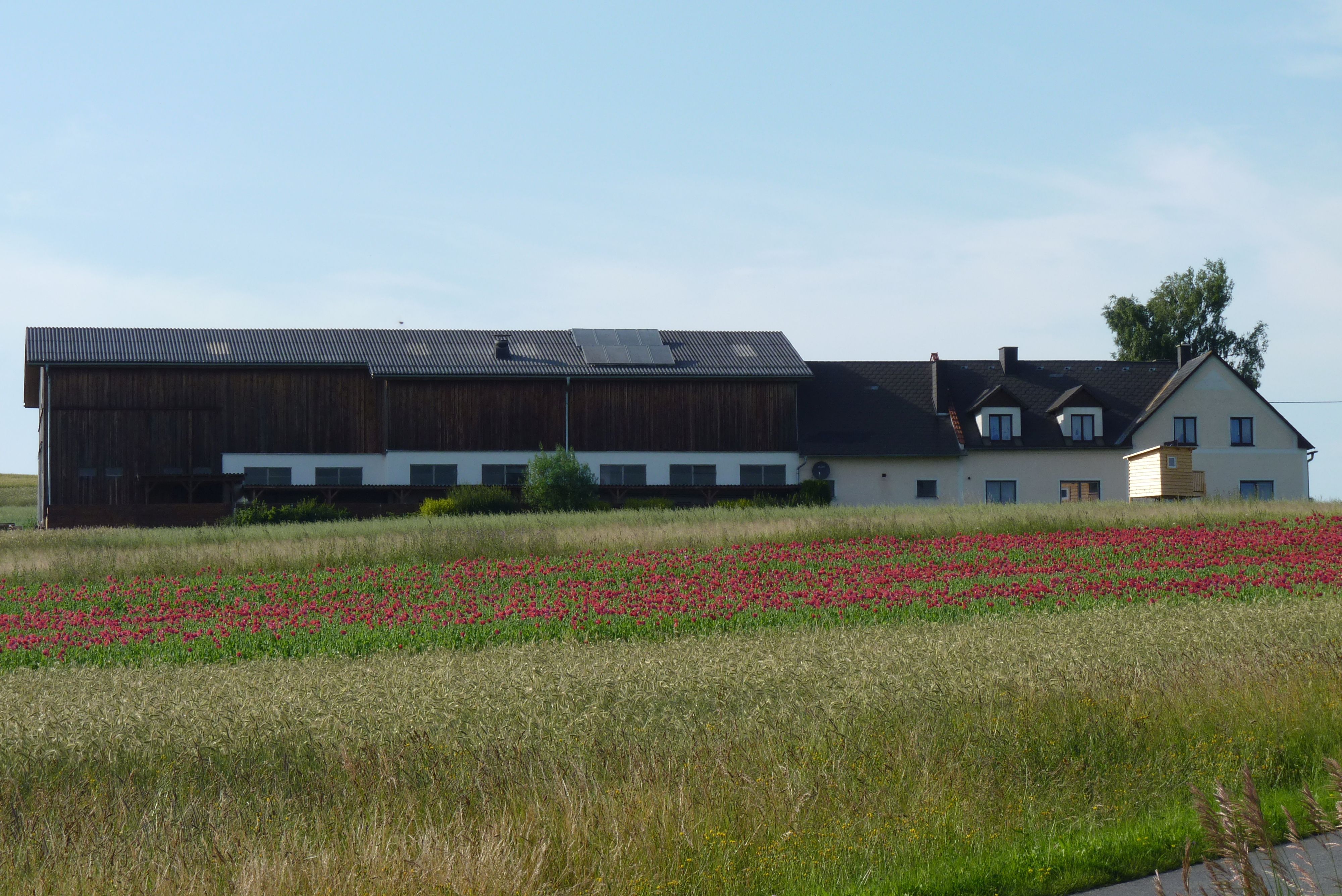 Ein Bauernhof mit einem großen Gebäude und einem Feld mit roten Blumen im Vordergrund.