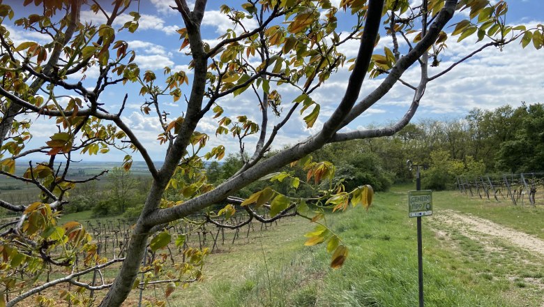 Riede Triftberg, © Weinstraße Weinviertel