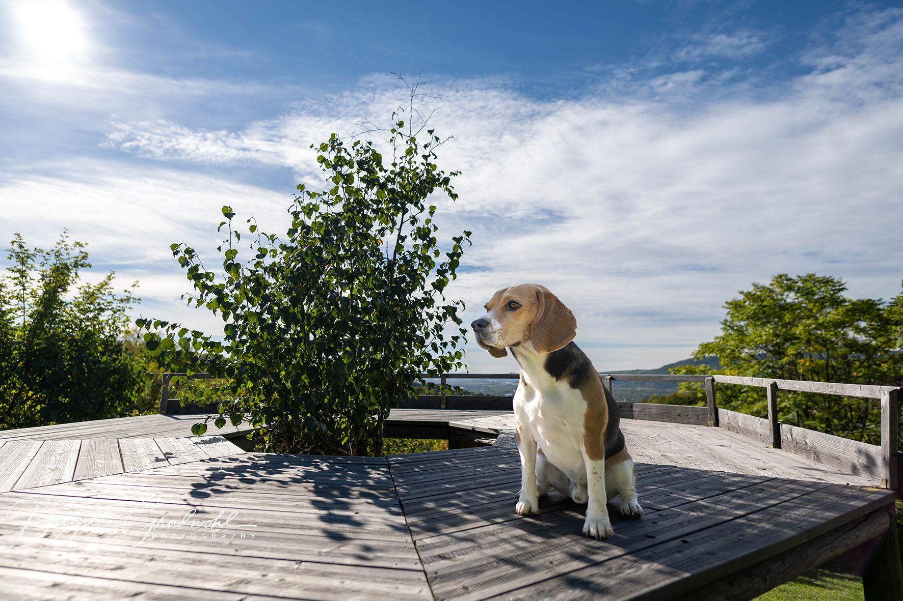 Ein Beagle sitzt auf einer Holzplattform im Freien, umgeben von Bäumen und unter einem blauen Himmel mit Wolken.