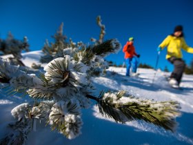 Schneeschuhwandern, © ©Wiener Alpen, Foto: Claudia Ziegler