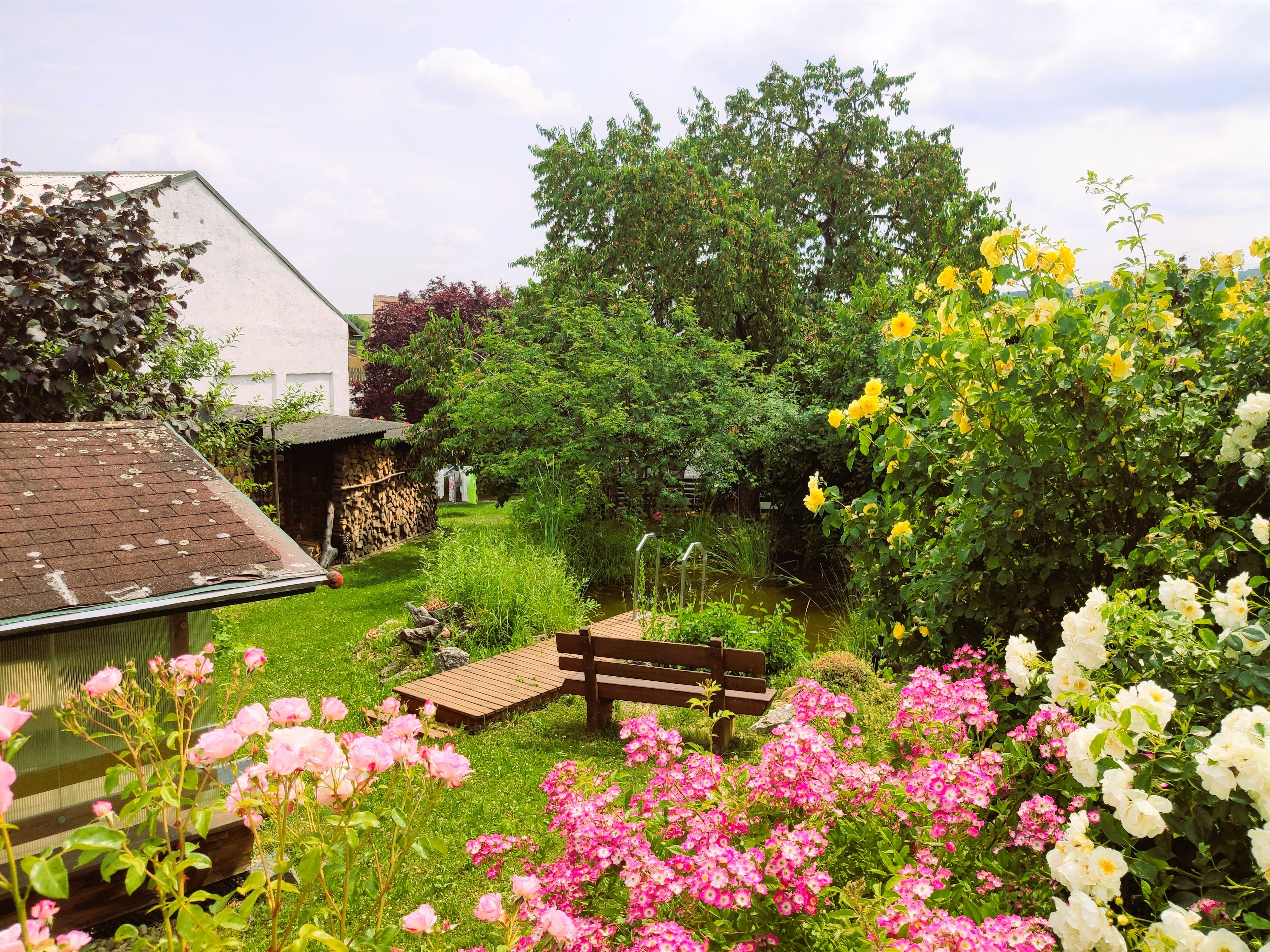 Ein Garten mit bunten Rosen, einem kleinen Teich und Bäumen im Hintergrund.