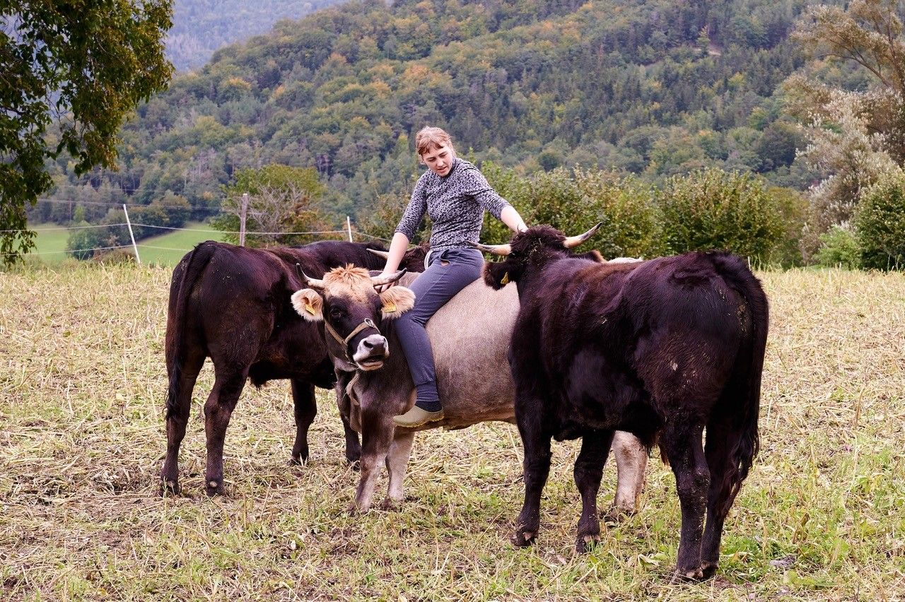 Rinder auf der Weide
