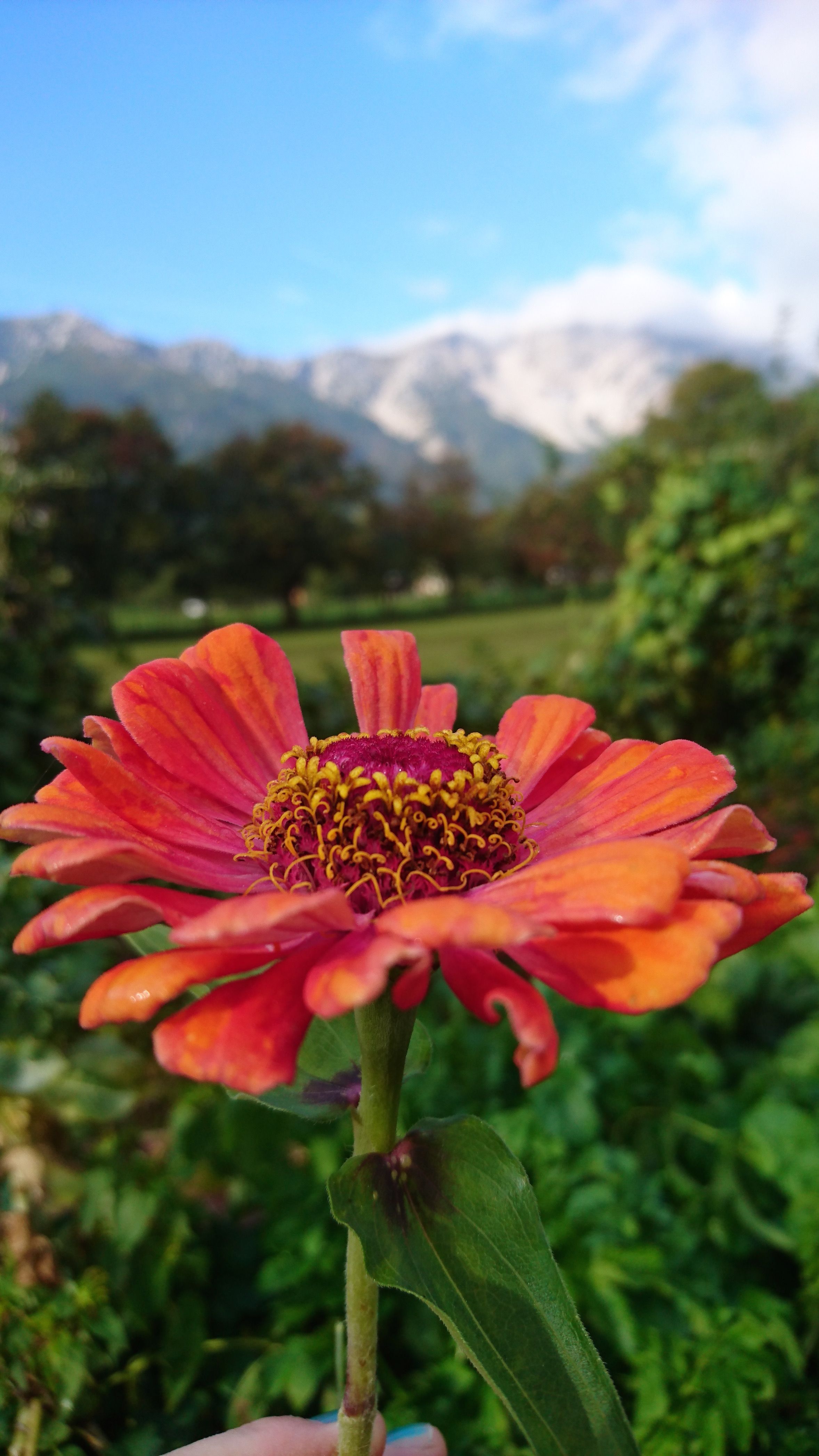 Nahaufnahme einer orange-roten Blume vor unscharfem Bergpanorama mit Schnee.