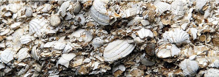 Nahaufnahme von zerbrochenen Muschelschalen in verschiedenen Größen und Formen.