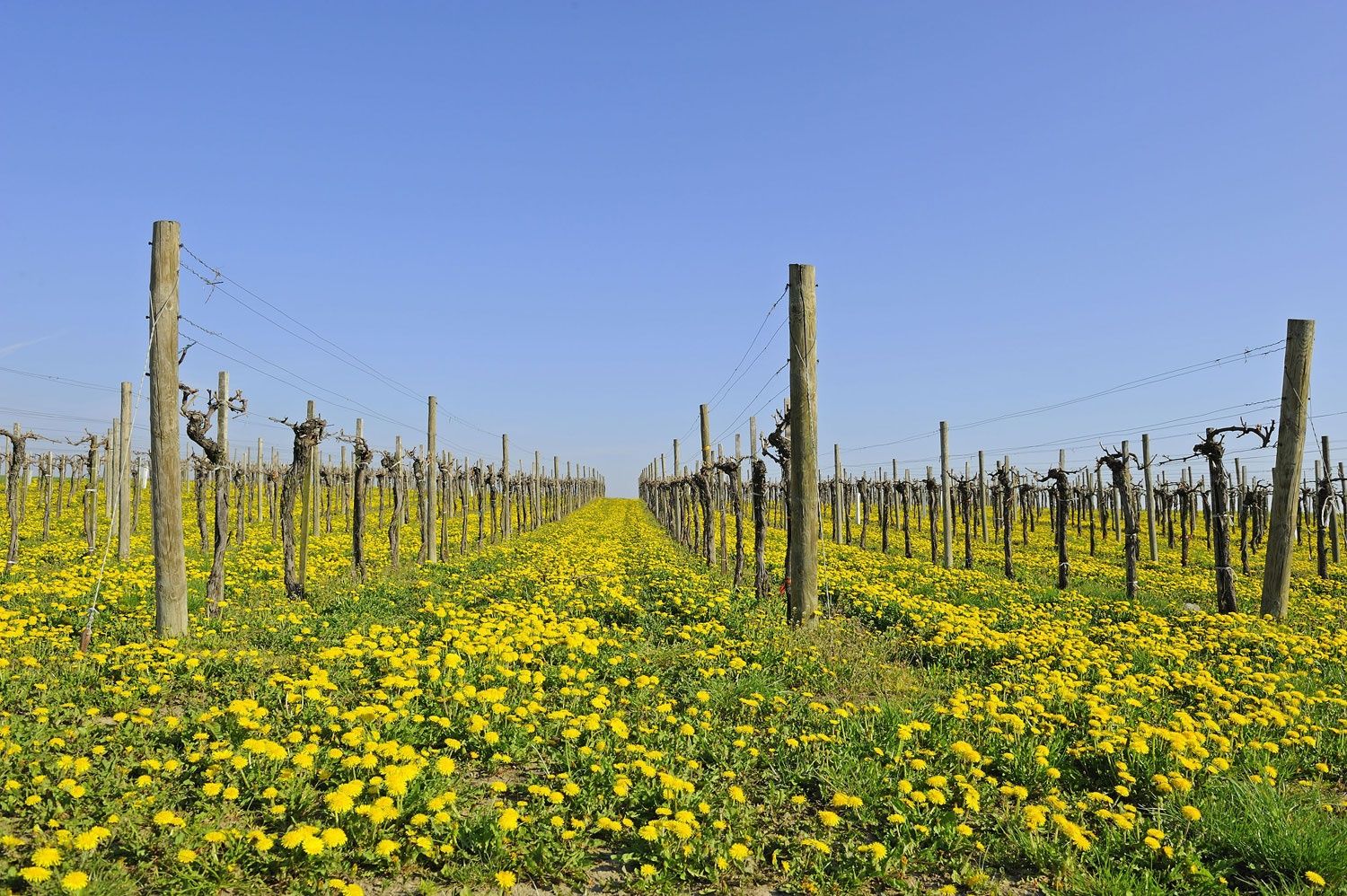 Weingarten im Frühling, Region Wagram