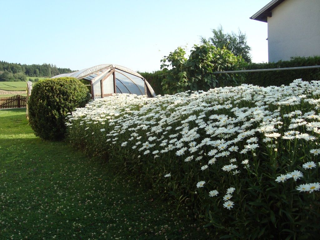 Gewächshaus