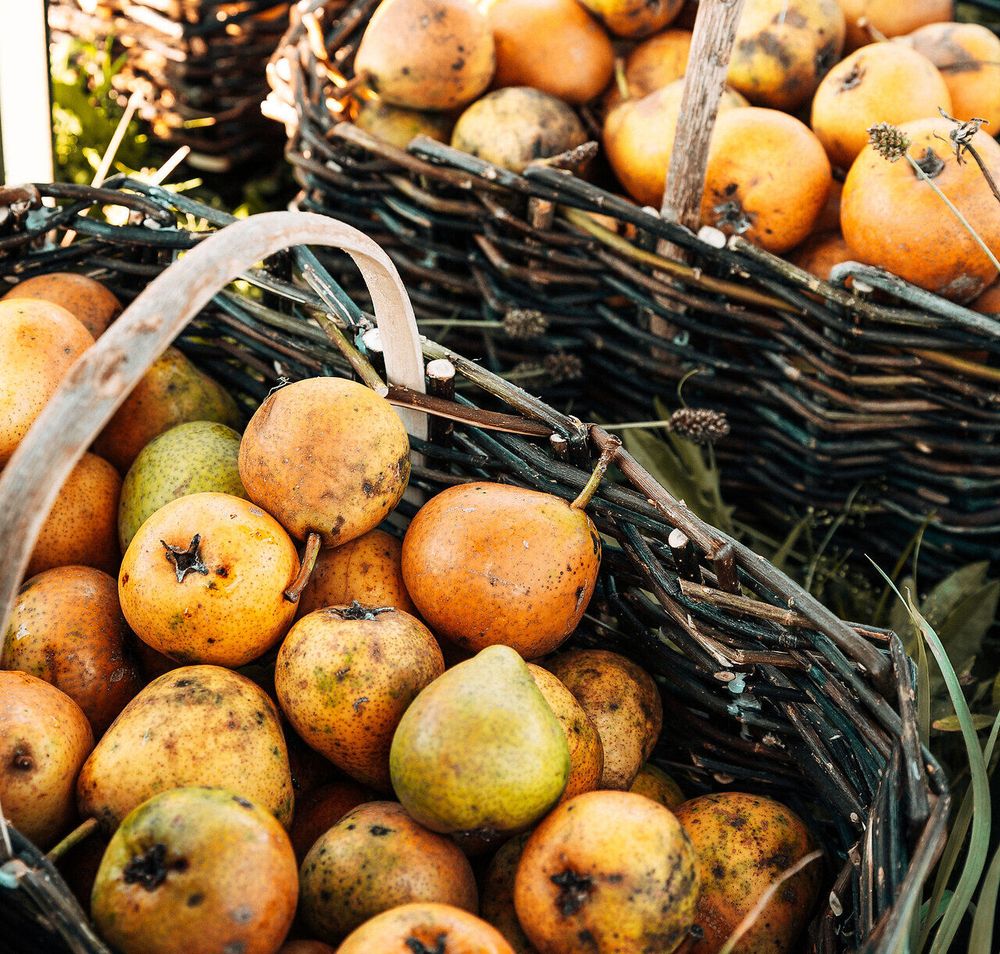 Saftige, reife Birnen liegen in geflochtenen Körben, die die Farben des Spätsommers widerspiegeln. Der Duft von frischem Obst erfüllt die Luft und lädt dazu ein, die köstlichen Früchte zu probieren. Ein perfekter Anblick für alle, die die ländliche Idylle und die Fülle der Natur genießen möchten.