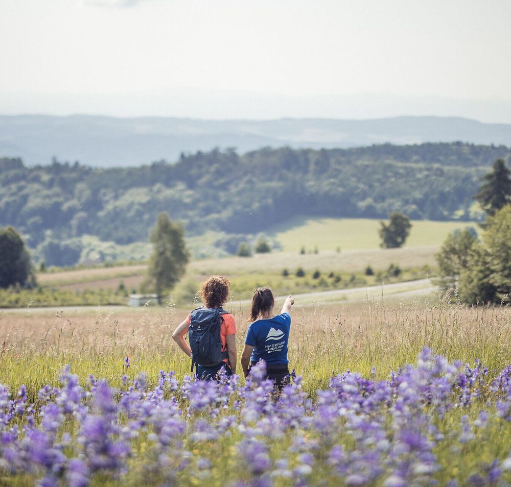 Inmitten der sanften Hügel und blühenden Wiesen genießen Wanderer die atemberaubende Aussicht auf die umliegende Landschaft. Die violetten Blüten der Wildblumen verleihen der Szenerie einen Hauch von Magie und laden dazu ein, die Ruhe der Natur zu erleben.