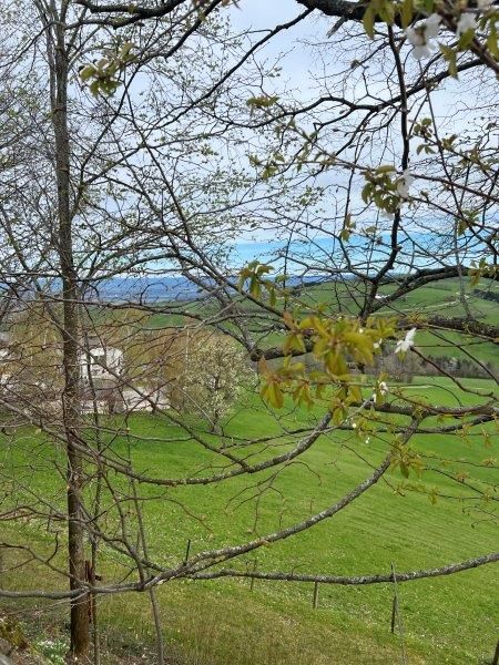 Ausblick St. Leonhard am Walde im Frühling
