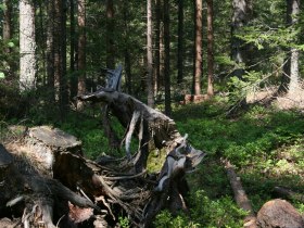 Meloner Au, &copy; Waldsoft