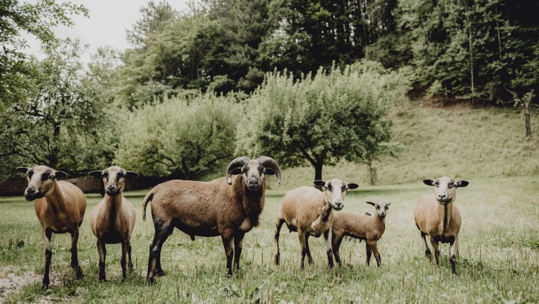 Eine Gruppe von Schafen steht auf einer grünen Wiese vor Bäumen.